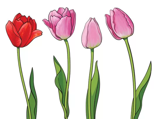 وکتور گل های لاله بدون پس زمینه