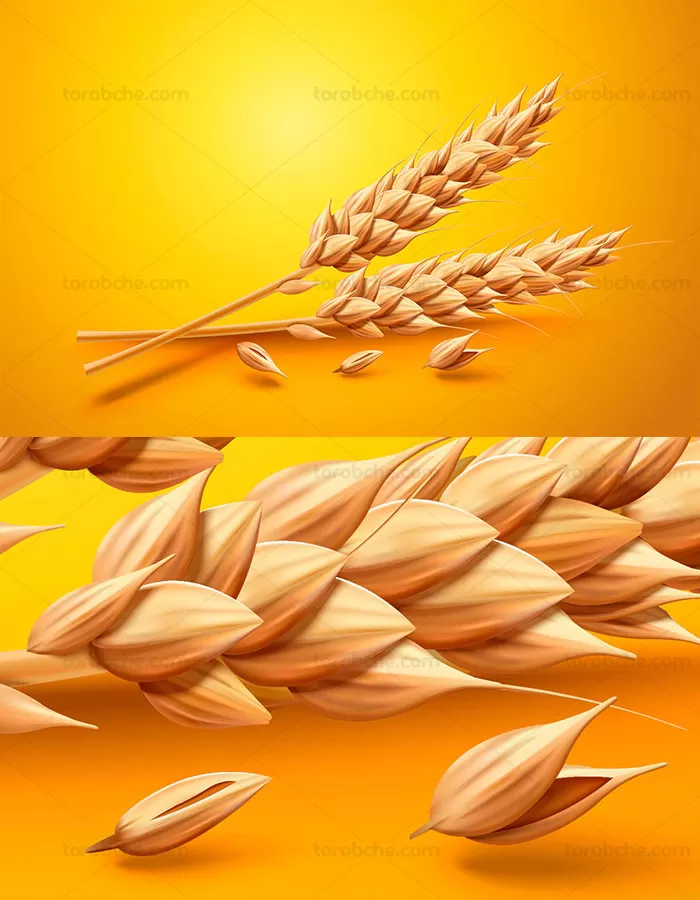 وکتور ۳ بعدی خوشه گندم
