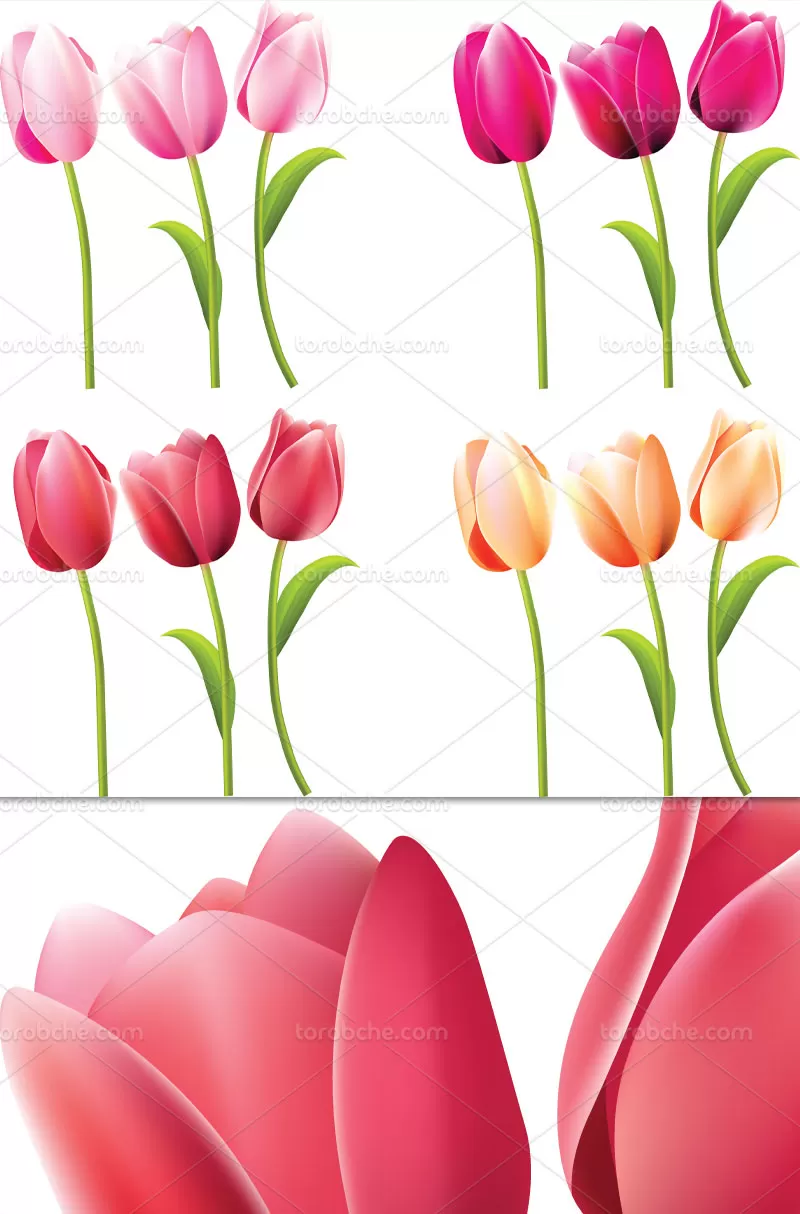 وکتور گل های لاله در ۴ رنگ
