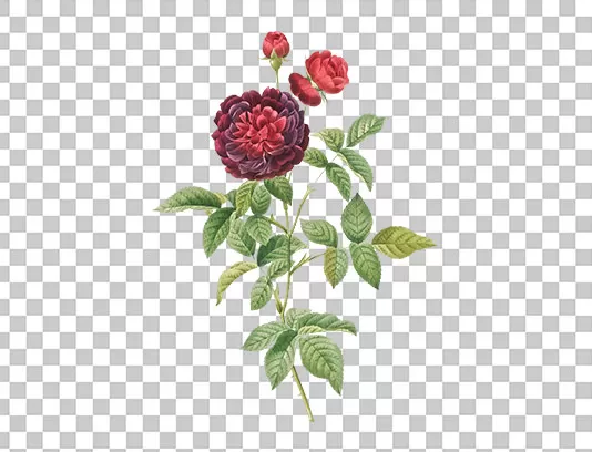 عکس دوربری شده گل سرخ