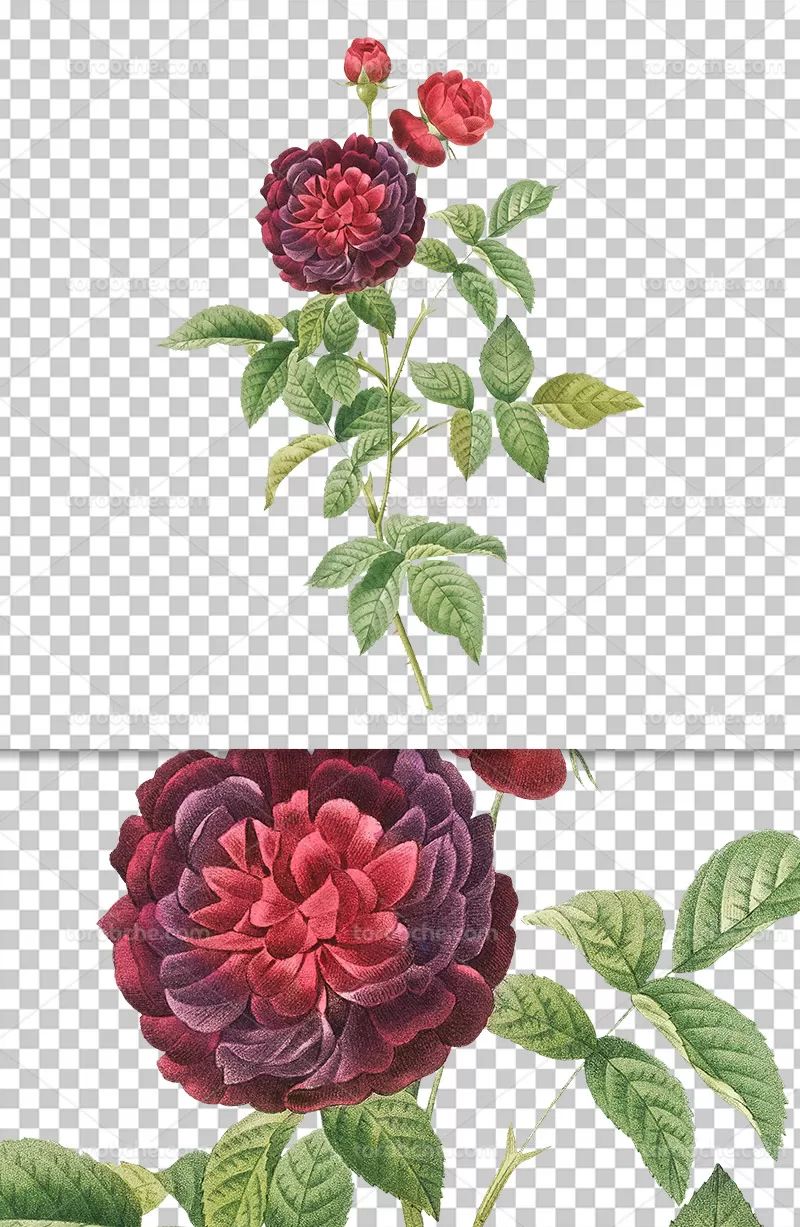 عکس دوربری شده گل سرخ