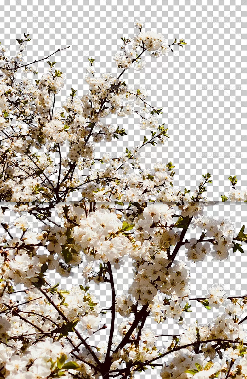 عکس دوربری شکوفه های بهاری