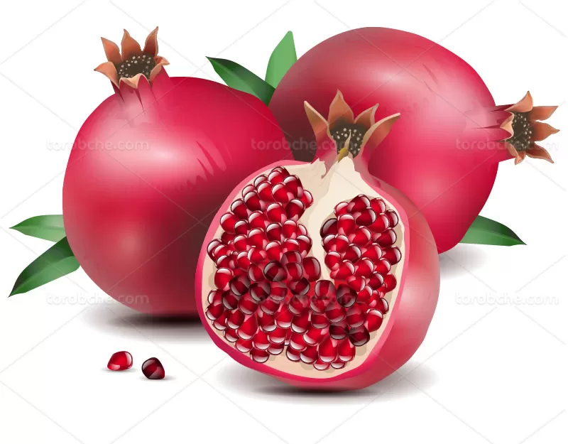 وکتور انار قرمز