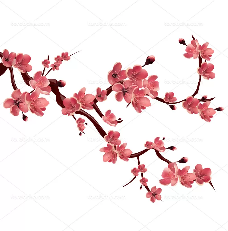 وکتور شکوفه زیبا