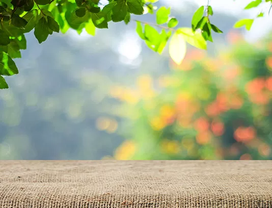 بک گراند عکاسی محصول طبیعت