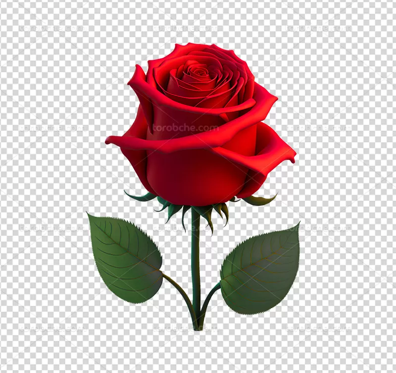 عکس PNG گل قرمز رنگ