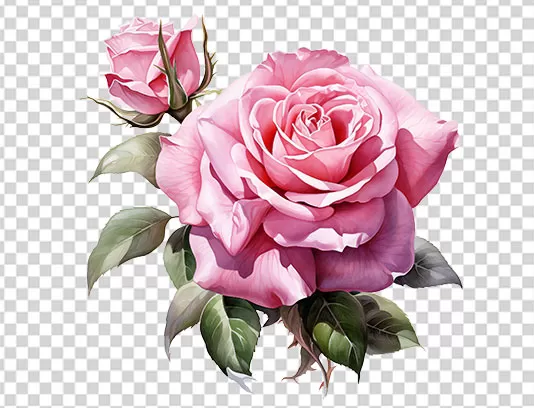 عکس PNG گل رز با برگ
