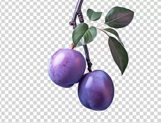 عکس PNG شاخه انگور