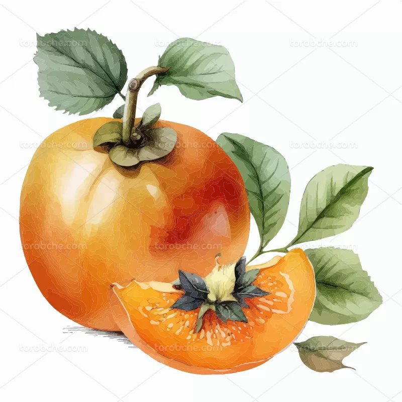 وکتور نقاشی خرمالو