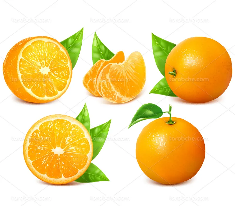 وکتور میوه پرتقال
