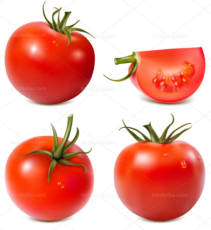وکتور گوجه فرنگی