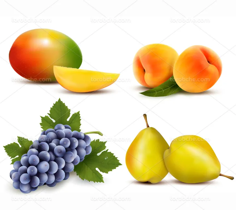 وکتور میوه ی تابستانی