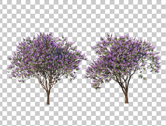 عکس PNG درخت با شکوفه های بنفش