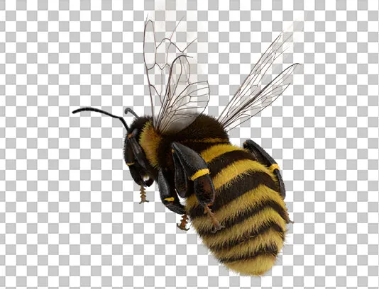 عکس PNG زنبور عسل زیبا