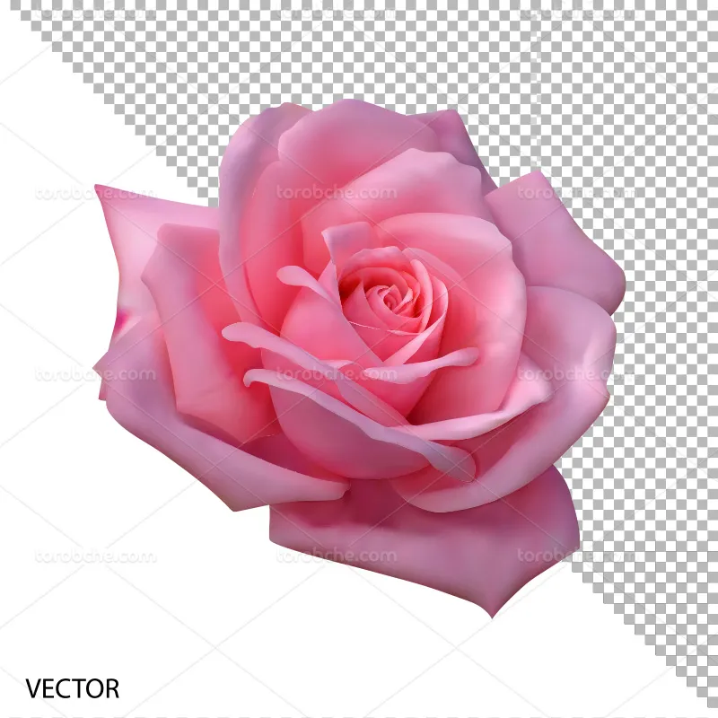 وکتور گل رنگ صورتی - گرافیک با طعم تربچه - طرح لایه باز