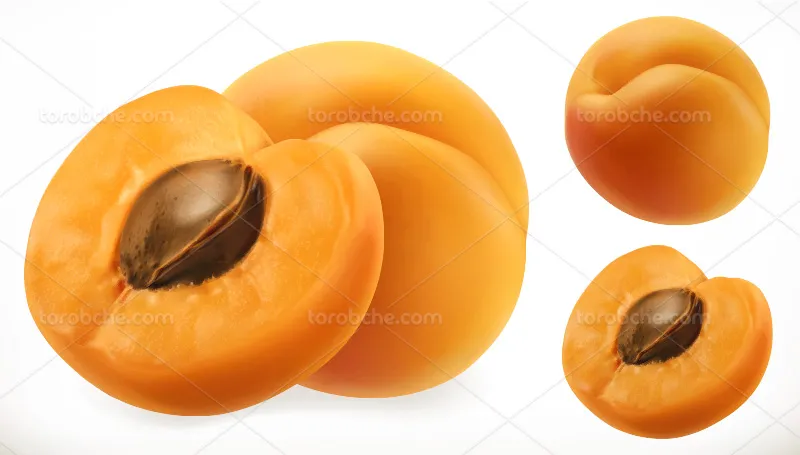 وکتور میوه زردآلو