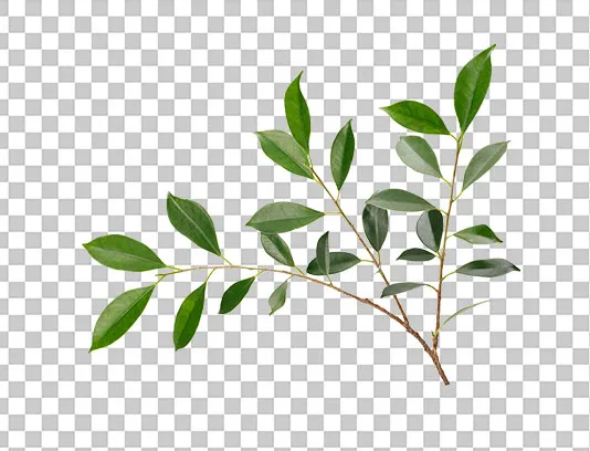 عکس PNG برگ درخت زیبا
