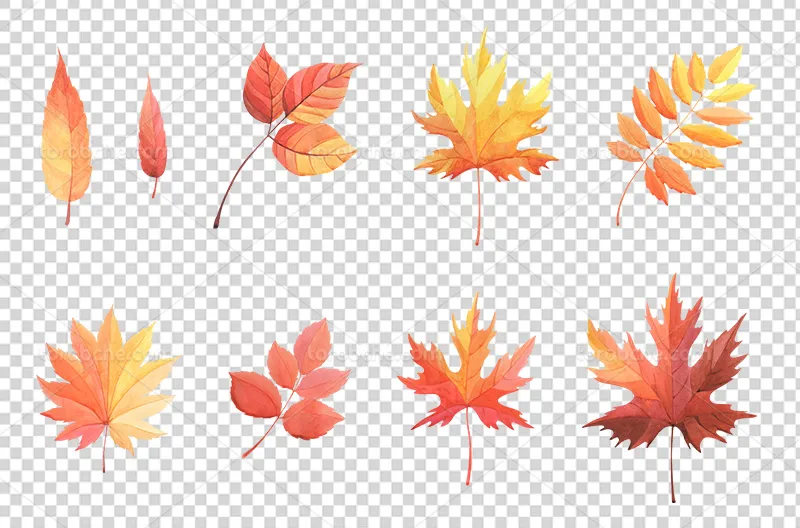 عکس PNG انواع برگ پاییزی