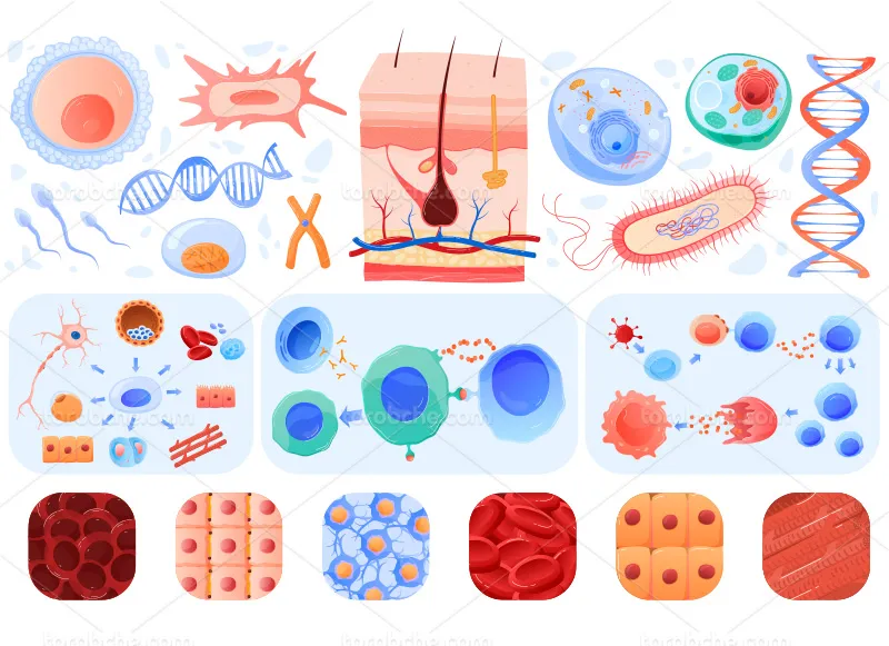 وکتور حالات مختلف سلولی و DNA