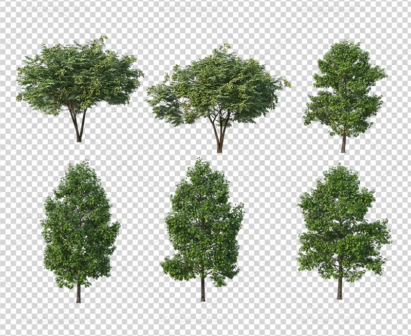 عکس PNG انواع درخت سبز