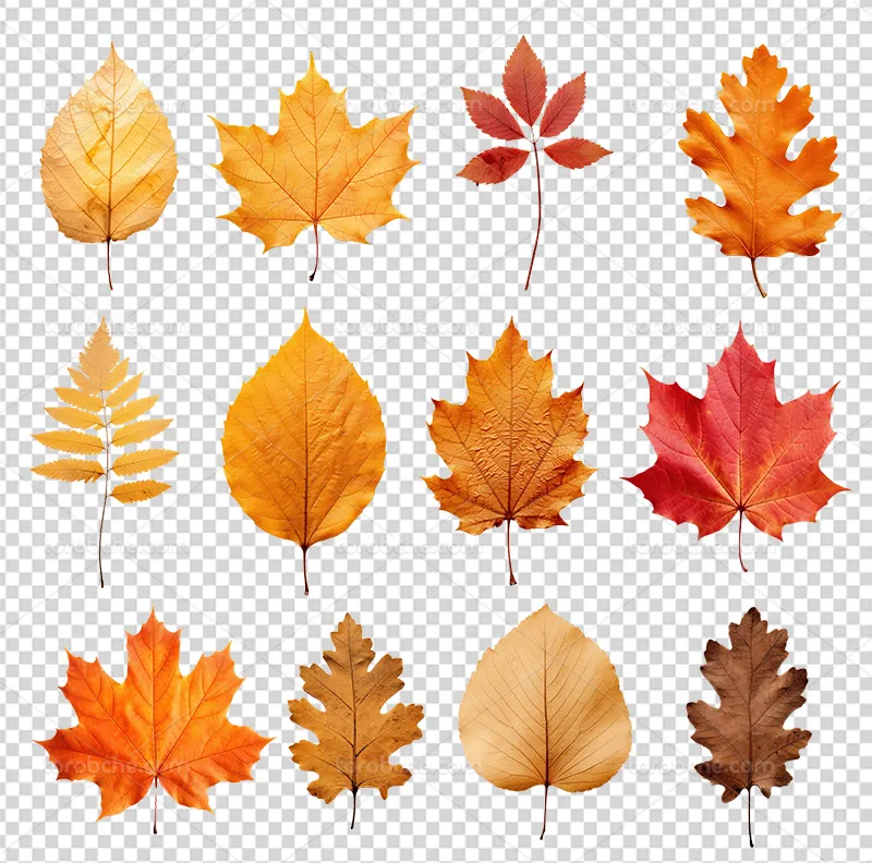 عکس انواع برگ پاییزی PNG
