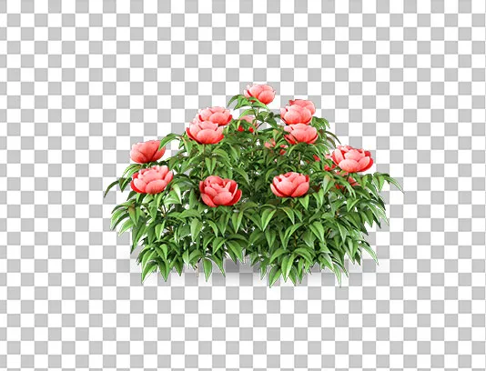 عکس PNG گل رز صورتی و برگ