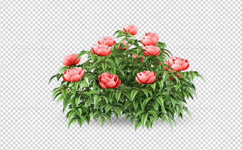 عکس PNG گل رز صورتی و برگ رایگان