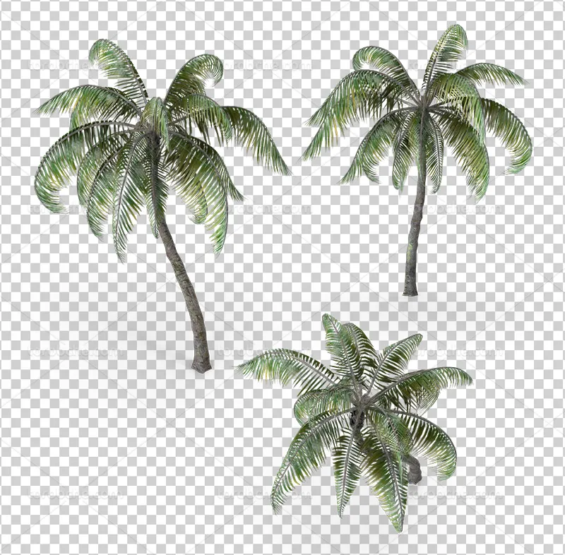عکس PNG نخل رایگان