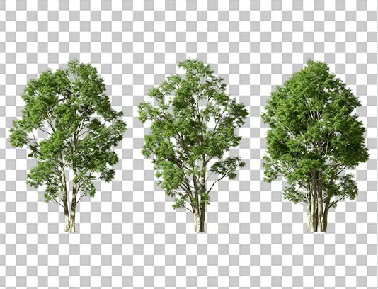 عکس PNG درخت های سرسبز