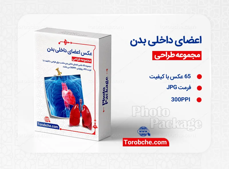 مجموعه 65 عکس اعضای داخلی بدن با کیفیت بالا